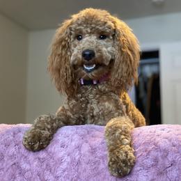Rosie - Goldendoodle