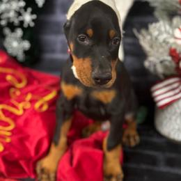 Israel - Black and rust male Doberman Pinscher puppy in Aredale, Iowa from Royal Dynasty Dobermann Kennel