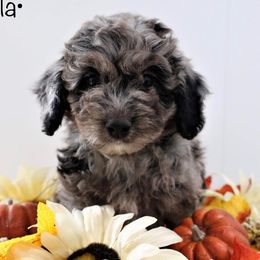 American Corgis and Aussiedoodles from Circle B Kennel
