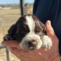 Pink - Liver white and roan female English Springer Spaniel puppy in Godley, Texas from Legacy Springer Spaniels