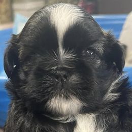 Shih Tzus from Season's Shih Tzus