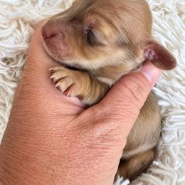 Beau - Dapple male Dachshund puppy in Riverdale, Utah from Behive Doxies