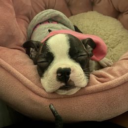 Boston Terrier Puppies from Christina's Boston Terriers
