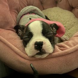 Boston Terrier Puppies from Christina's Boston Terriers