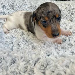 Scout - Black and tan male Dachshund puppy in Granbury, Texas from Bluebonnet Dachshunds, LLC