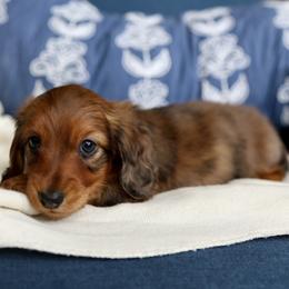 Rufus - Red male Dachshund puppy in El Dorado Hills, California from Golden Hill Dachshunds