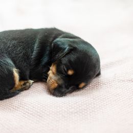 Dachshund Puppies from Beyond the Tail