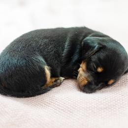 Dachshund Puppies from Beyond the Tail