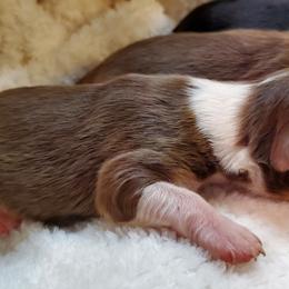 Miniature Australian Shepherd Puppies from Barnyard Mini Aussies