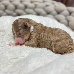 Girl 5 - female Bernedoodle puppy in Rose Hill, North Carolina from Red Door Canines