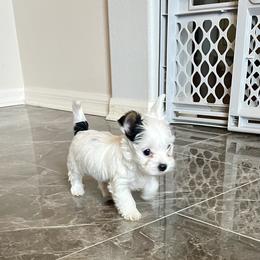 Yorkshire Terrier Puppies from Angel Spun Yorkies