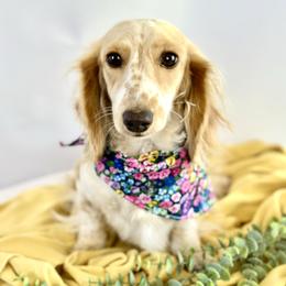 Minnie - Dachshund