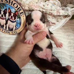 Murphy - Red male Boston Terrier puppy in Tampa, Florida from Bayshore Boston Terrier’s
