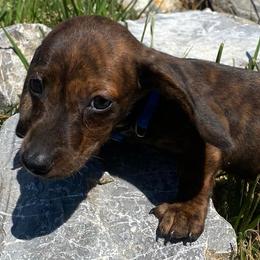 Australian Shepherds and Dachshunds from Hidden Valley Puppies
