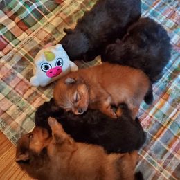 Pomeranian Puppies from Kegler Pomeranians