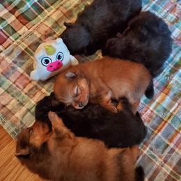 Pomeranian Puppies from Kegler Pomeranians