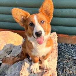 Memphis - Sable and white male Cardigan Welsh Corgi puppy in Casper, Wyoming from Flying Note Shorties