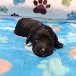 Cedar - Black male Cockapoo puppy in Clarks Summit, Pennsylvania from M&M Cockapoos