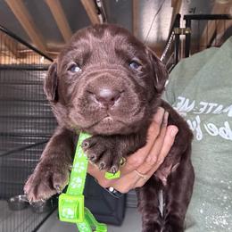 Lime Green - Chocolate female Labrador Retriever puppy in Newton Grove, North Carolina from Wayalife Labradors & Gsp’s