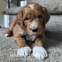 Black Pup- Male - Apricot male Goldendoodle puppy in Dacula, Georgia from Lakeside Pups