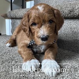 Black Pup- Male - Apricot male Goldendoodle puppy in Dacula, Georgia from Lakeside Pups