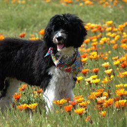 Portuguese Water Dogs from Rhonda's Portuguese Water Dogs