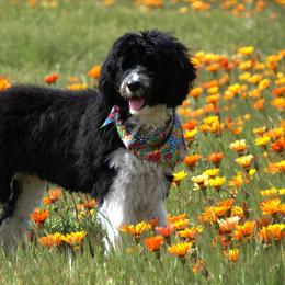 Portuguese Water Dogs from Rhonda's Portuguese Water Dogs