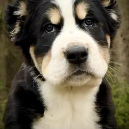 704 Monte Cristo - Black male Central Asian Shepherd Dog puppy in Marshville, North Carolina from 704 Central Asian Shepherds