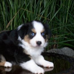 Rascal - Black tri male Miniature American Shepherd puppy in Atwood, Illinois from Buck-Run Puppies