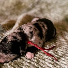 Bordoodle and Labradoodle Puppies from Howdy Doodles