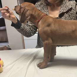 Rhodesian Ridgeback Puppies from Zambezi River Ridgebacks