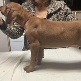 Rhodesian Ridgeback Puppies from Zambezi River Ridgebacks