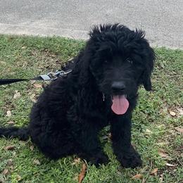 Goldendoodles from SOMIDOODLES