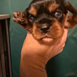 Girl 2 - Chocolate female Cavalier King Charles Spaniel puppy in Jacksonville, Florida from Lori Van Doorn's Cavalier King Charles Spaniel