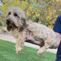 Dachshund puppies from Keeping it mini kennels