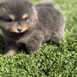 Indie - Blue and tan female Pomeranian puppy in El Sobrante, California from Little Lovers Kennels, LLC