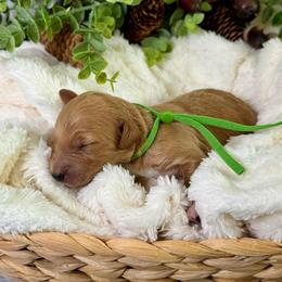 Holly - Red  female Goldendoodle puppy in Haltom City, Texas from Ohana Doodles