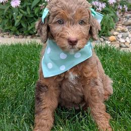Madonna - Tri-color female Bernedoodle puppy in Sioux Falls, South Dakota from Dolly's Doodles