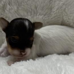 Mufasa AKC - Chocolate, tan and white male Yorkshire Terrier puppy in Labelle, Florida from Chocolate and Parti Yorkies in Florida