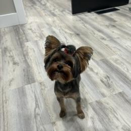 Jessie - Yorkshire Terrier