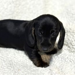 Goblin - Black male Dachshund puppy in Fredonia, Arizona from Desert Horizon Dachshunds