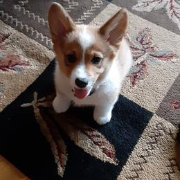 Pembroke Welsh Corgi Puppies from Rhone River Farm Pembroke Welsh Corgis