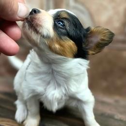 Bullet - White black and tan male Papillon puppy in Davenport, Washington from Lovely Ladies and Little Asses Miniature Equines (L3A Pomeranians & Papillons)
