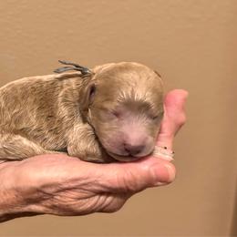 Gray Boy - Cream male Goldendoodle puppy in Kitsap County, Washington from Amazing Grace Doodles