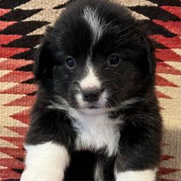 Emmy lou - Black and white female American Corgi puppy in Tome, New Mexico from Blue Diamond Welsh corgis