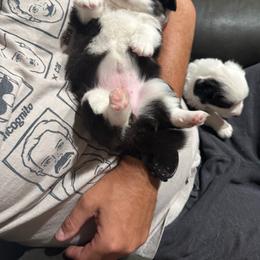Athena - Black and white female Cardigan Welsh Corgi puppy in Atascadero, California from California Corgis and Kunes