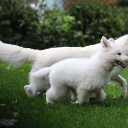 Berger Blanc Suisse Puppies from Nasha Comanda White Swiss Shepherds