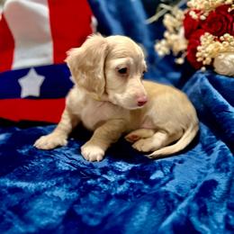 Oscar - Fawn (isabella) and cream male Dachshund puppy in Fontana, California from DOXI.E.