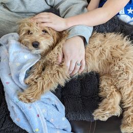 Cavapoo Puppies from PuppybuddyUSA