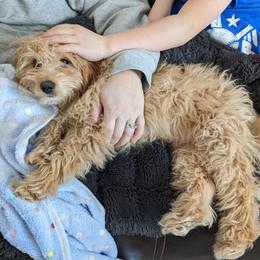 Cavapoo Puppies from PuppybuddyUSA